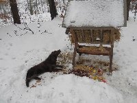 Chlupka - Edynka kontroluje, zda je krmení pro zvěř v lese v pořádku.