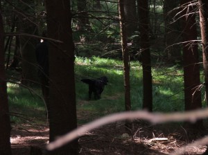 Šikula Čenda pěkně pracuje na barvě.