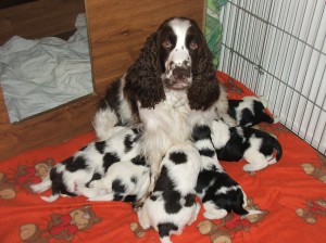 S maminkou foto ve čtyřech týdnech. Zleva Zoro, Zuru, Zoreen, Zaira, Zarek a Zayne. Máma Werra-Beli je vzorná matka.