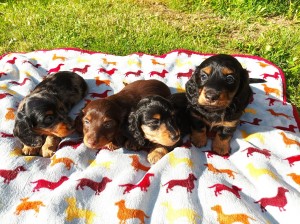 Elinka, Endy, Enzo a Edy. Edy jedinný sedí a tak vypadá veliký.